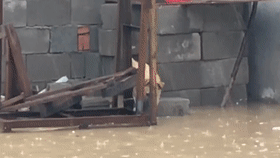 天降暴雨，田园犬的狗窝被拍塌，主人前去施救，狗：饭碗都漂走了-5.gif