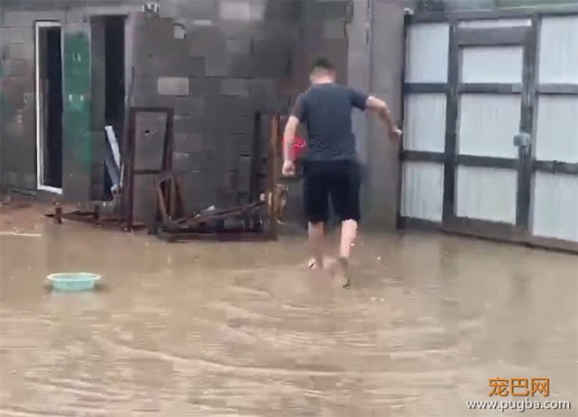 天降暴雨，田园犬的狗窝被拍塌，主人前去施救，狗：饭碗都漂走了-6.jpeg