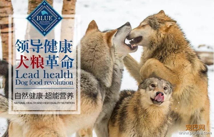 狗粮届的00后，是如何成为全美销售冠军的？-15.jpeg