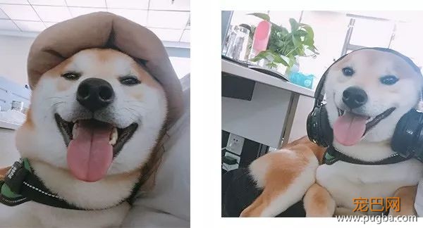 苦学半年狗语后，我终于采访到了你们的偶像——烧饼！-1.jpeg