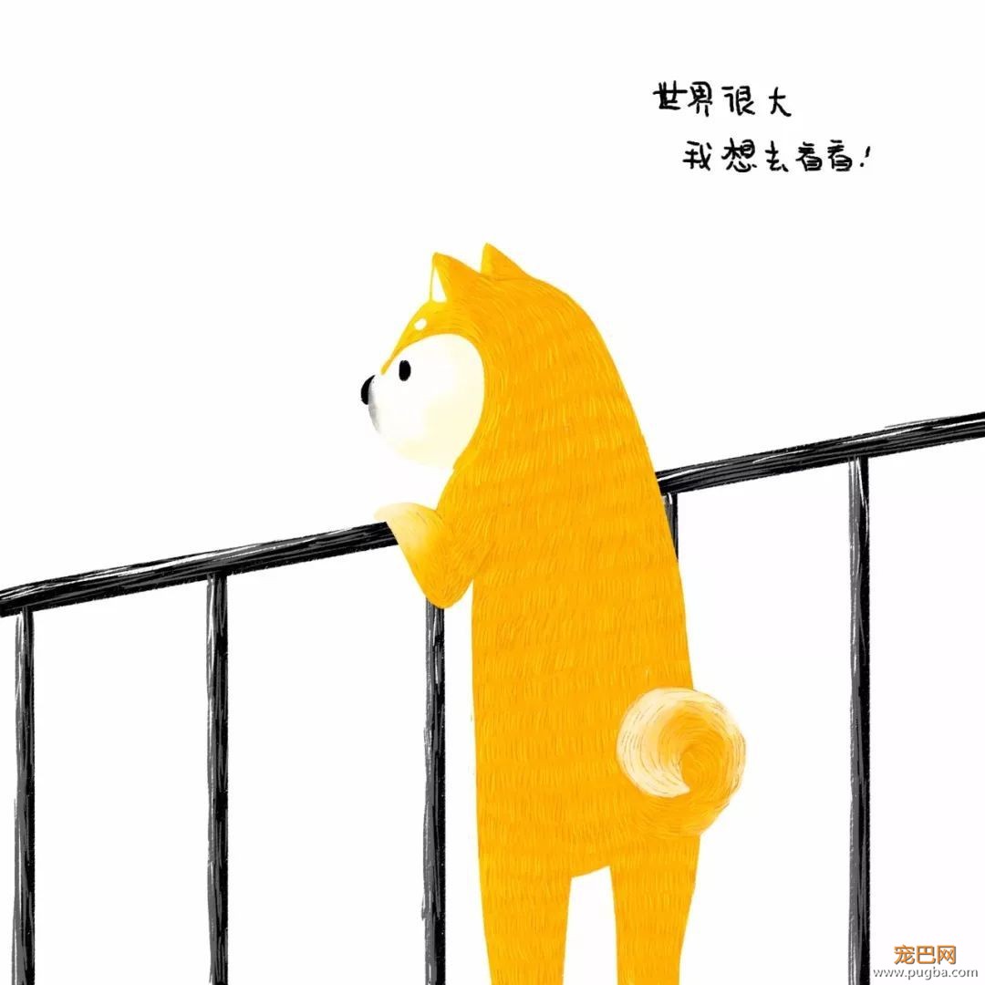 苦学半年狗语后，我终于采访到了你们的偶像——烧饼！-15.jpeg
