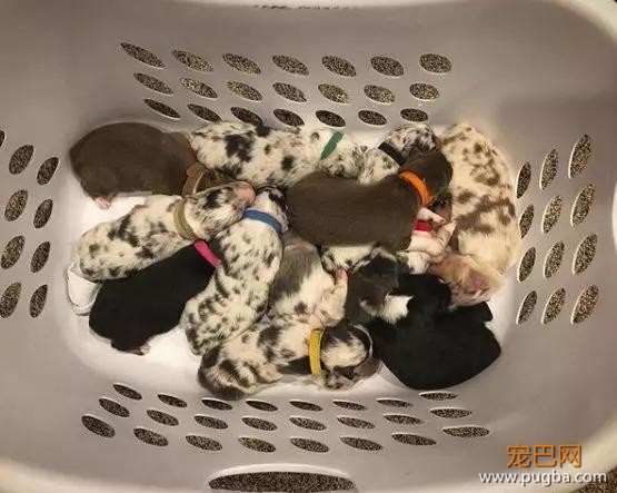 才3岁就有一屋狗，这是全宇宙最幸福的小孩吧！？-5.jpg