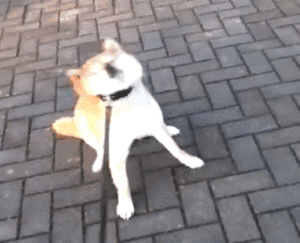 你家狗，是什么大学毕业的？-7.gif