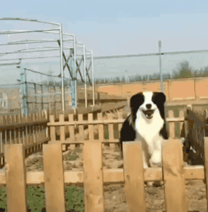你家狗，是什么大学毕业的？-6.gif