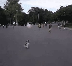 你家狗，是什么大学毕业的？-8.gif