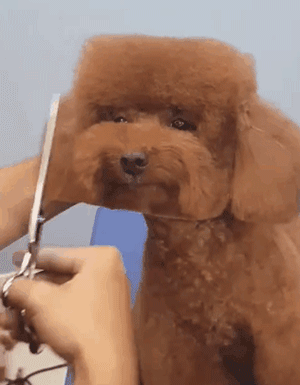 你家狗，是什么大学毕业的？-12.gif