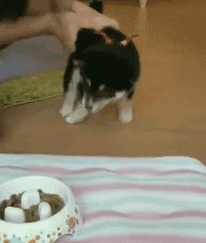 你家狗，是什么大学毕业的？-19.gif