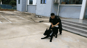 你家狗，是什么大学毕业的？-20.gif