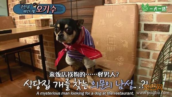只给狗狗一口饭吃的主人，能算主人吗？-1.jpeg