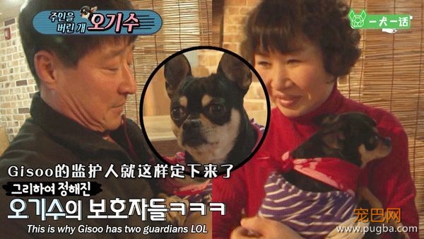 只给狗狗一口饭吃的主人，能算主人吗？-10.jpeg