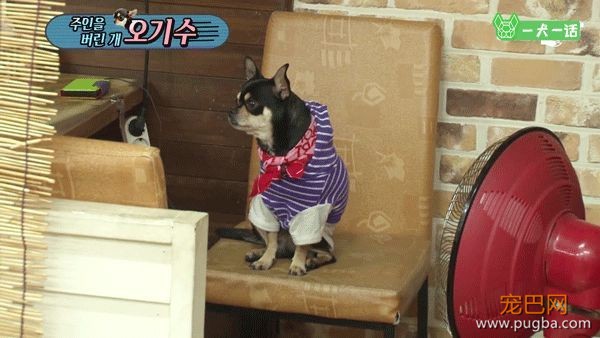 只给狗狗一口饭吃的主人，能算主人吗？-11.jpeg