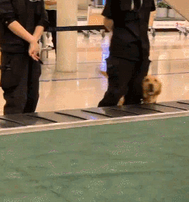 萌死了！缉毒犬看四周没人，赶紧向警员索要摸摸-2.gif