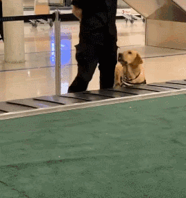 萌死了！缉毒犬看四周没人，赶紧向警员索要摸摸-1.gif