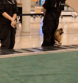 萌死了！缉毒犬看四周没人，赶紧向警员索要摸摸-3.gif