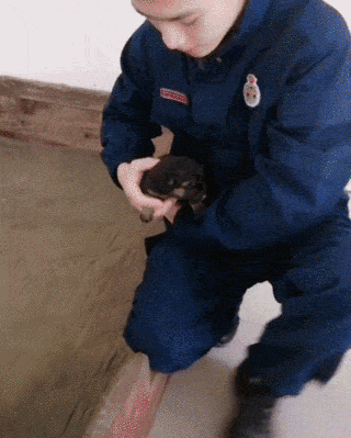 萌死了！缉毒犬看四周没人，赶紧向警员索要摸摸-5.gif