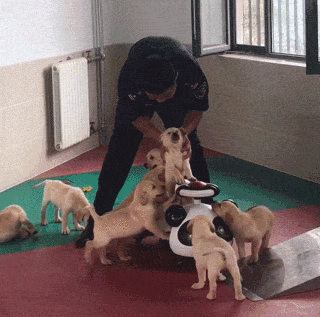 萌死了！缉毒犬看四周没人，赶紧向警员索要摸摸-7.gif