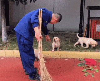 萌死了！缉毒犬看四周没人，赶紧向警员索要摸摸-6.gif