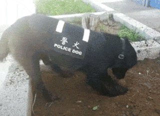萌死了！缉毒犬看四周没人，赶紧向警员索要摸摸-9.gif