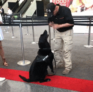 萌死了！缉毒犬看四周没人，赶紧向警员索要摸摸-10.gif
