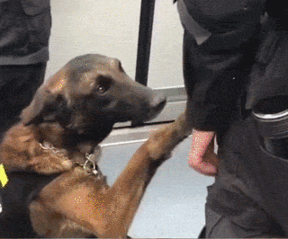 萌死了！缉毒犬看四周没人，赶紧向警员索要摸摸-11.gif