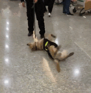 萌死了！缉毒犬看四周没人，赶紧向警员索要摸摸-12.gif