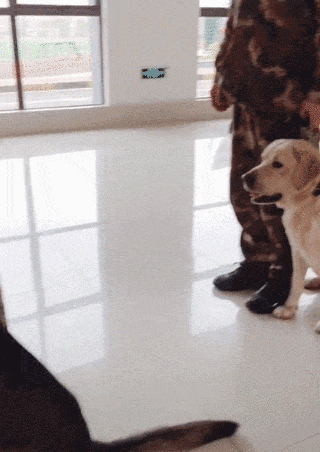 萌死了！缉毒犬看四周没人，赶紧向警员索要摸摸-14.gif