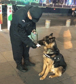 萌死了！缉毒犬看四周没人，赶紧向警员索要摸摸-13.gif