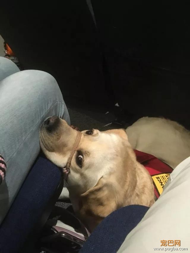 萌死了！缉毒犬看四周没人，赶紧向警员索要摸摸-16.jpg