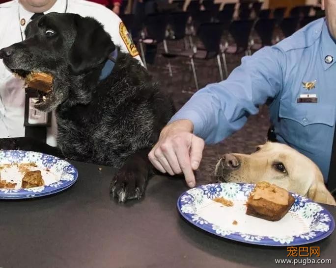 萌死了！缉毒犬看四周没人，赶紧向警员索要摸摸-18.jpg