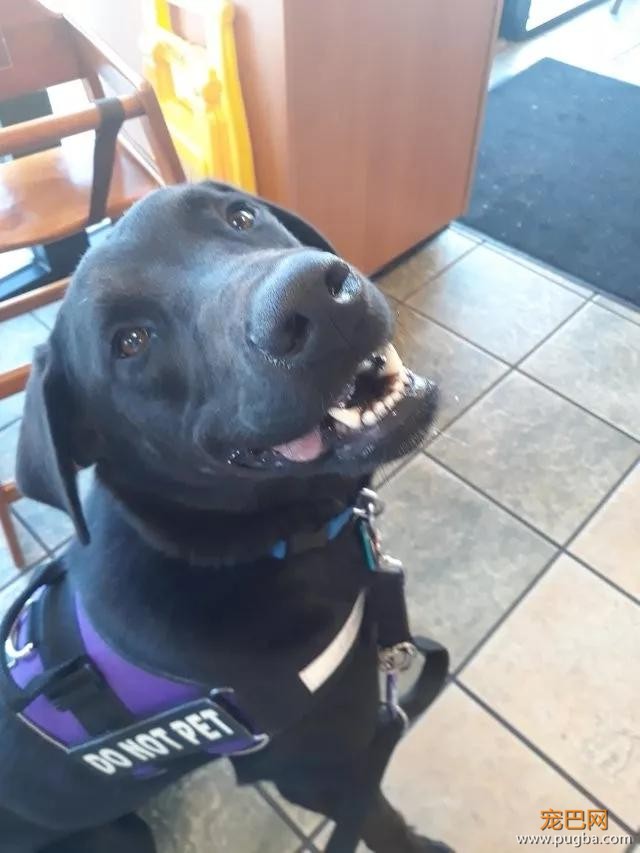 萌死了！缉毒犬看四周没人，赶紧向警员索要摸摸-21.jpg