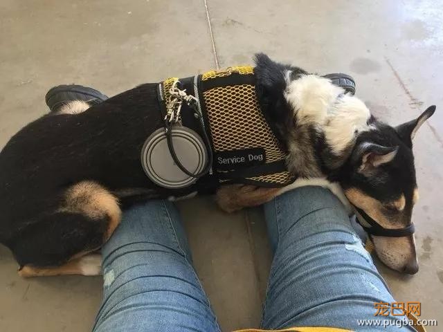 萌死了！缉毒犬看四周没人，赶紧向警员索要摸摸-20.jpg