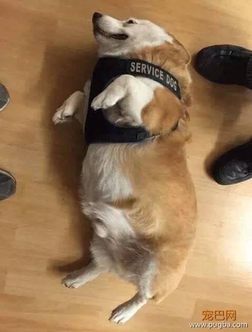 萌死了！缉毒犬看四周没人，赶紧向警员索要摸摸-26.jpg