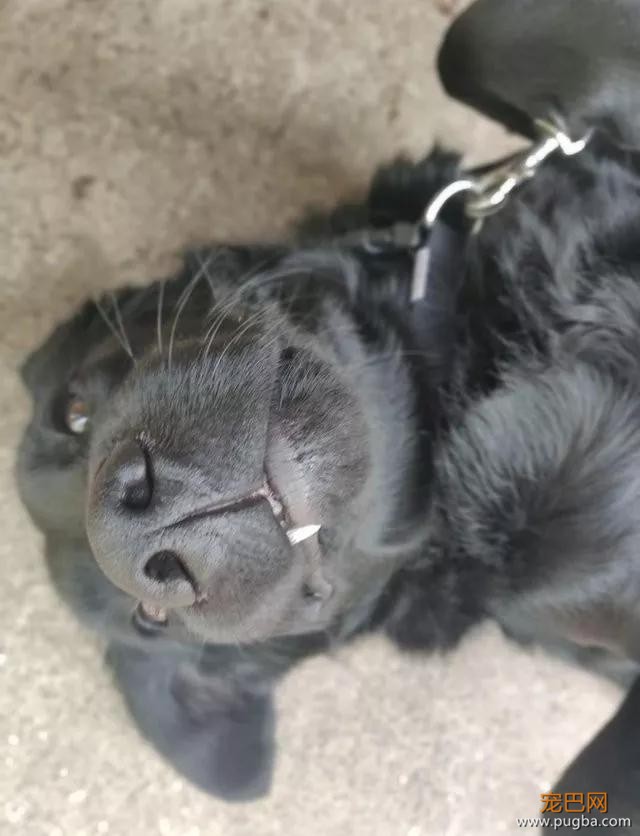 萌死了！缉毒犬看四周没人，赶紧向警员索要摸摸-29.jpg