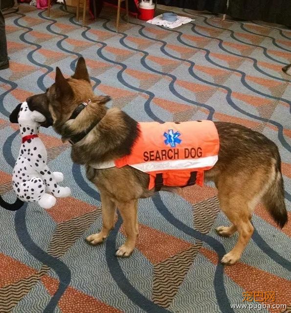 萌死了！缉毒犬看四周没人，赶紧向警员索要摸摸-32.jpg