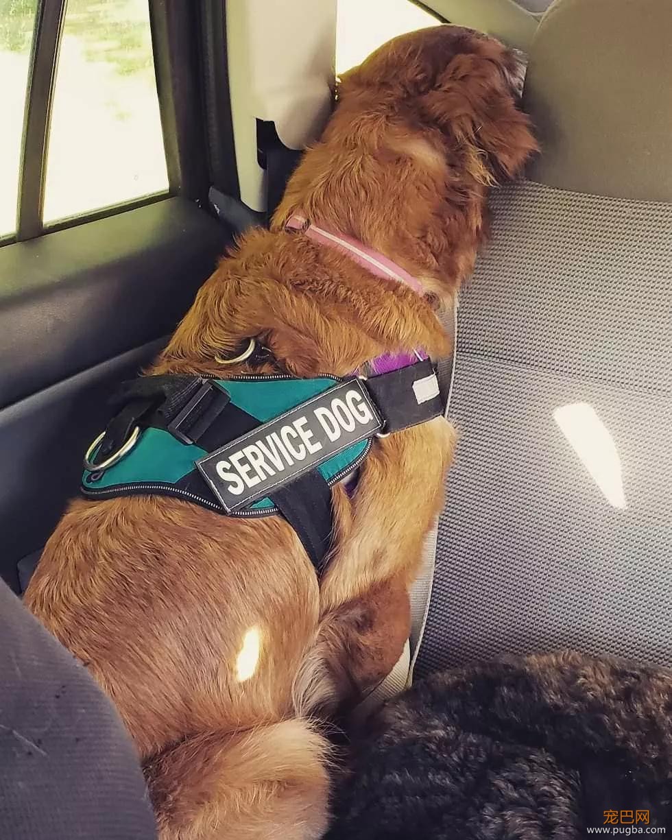 萌死了！缉毒犬看四周没人，赶紧向警员索要摸摸-31.jpg