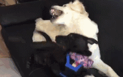 狗狗是怎么理解同伴间的离别的？-4.gif