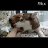 狗狗是怎么理解同伴间的离别的？-2.gif