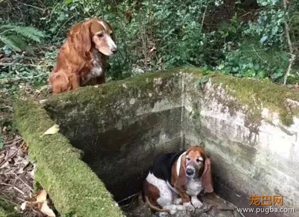 狗狗是怎么理解同伴间的离别的？-10.jpeg