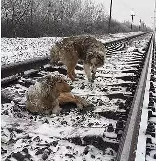 狗狗是怎么理解同伴间的离别的？-8.jpeg