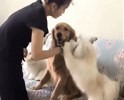 狗狗是怎么理解同伴间的离别的？-5.gif