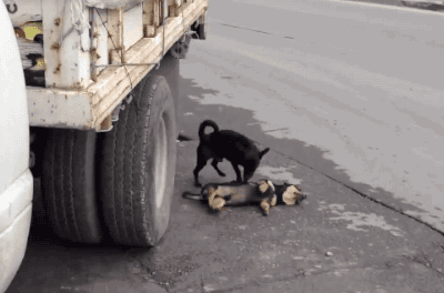 狗狗是怎么理解同伴间的离别的？-15.gif