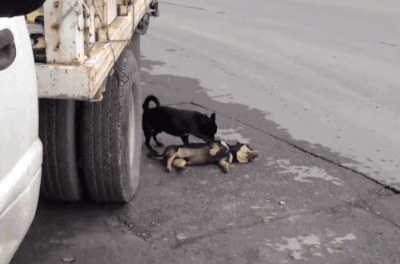 狗狗是怎么理解同伴间的离别的？-16.gif