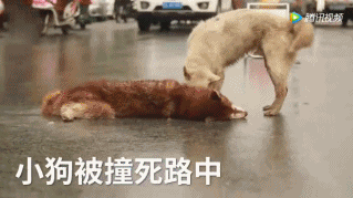 狗狗是怎么理解同伴间的离别的？-13.gif