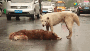 狗狗是怎么理解同伴间的离别的？-14.gif