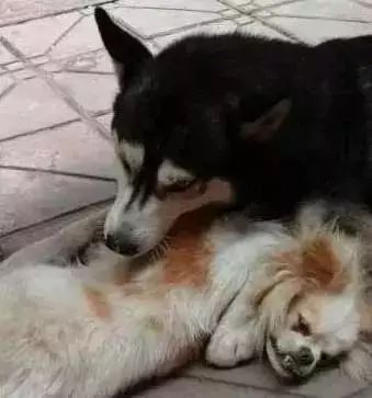 狗狗是怎么理解同伴间的离别的？-18.jpeg