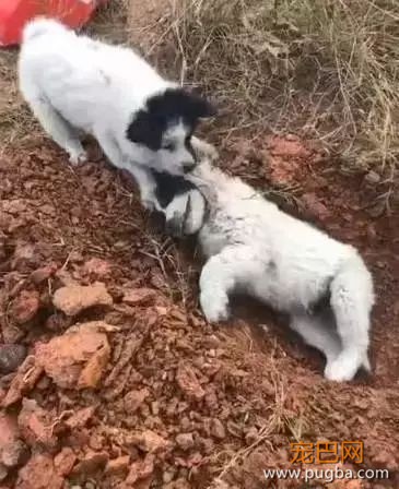 狗狗是怎么理解同伴间的离别的？-17.jpeg
