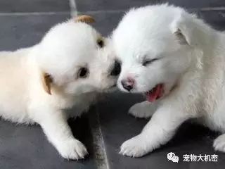 狗狗行为学之狗狗的挑食问题-1.jpeg
