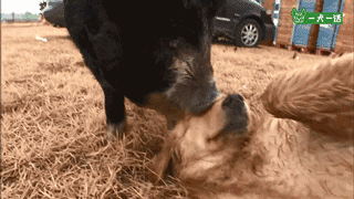 叔！你家金毛被猪拱了-4.gif