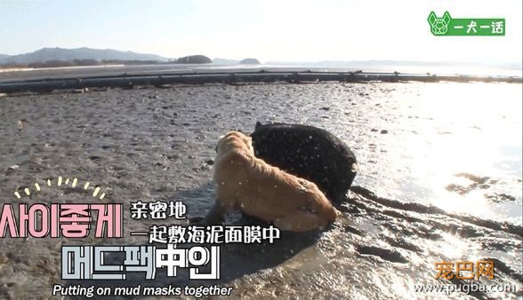叔！你家金毛被猪拱了-3.jpeg
