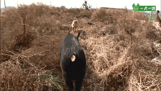 叔！你家金毛被猪拱了-8.gif